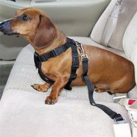 Ремень безопасности для собак и кошек в автомобиль