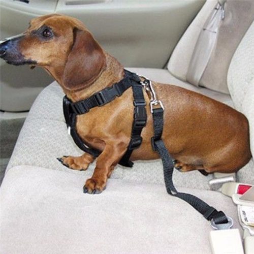 Ремень безопасности для собак и кошек в автомобиль