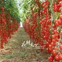 Семена помидор и других овощей и цветов для посадки на рассаду 200 семян в пакете