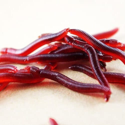 Приманка для ловли рыбы имитация мотыля красные черви в наборе 100 шт.
