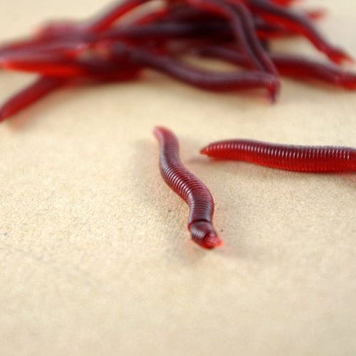 Приманка для ловли рыбы имитация мотыля красные черви в наборе 100 шт.