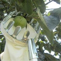 Плодосъемник инструмент для сбора яблок, фруктов с мешком