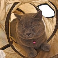 Шуршащий коричневый длинный складной туннель-игрушка для кошек