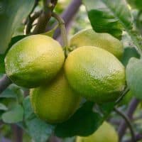 Семена лимона