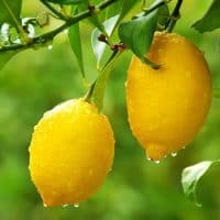 Семена лимона