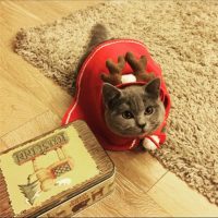 Новогодний красный костюм (мантия) оленя для кота