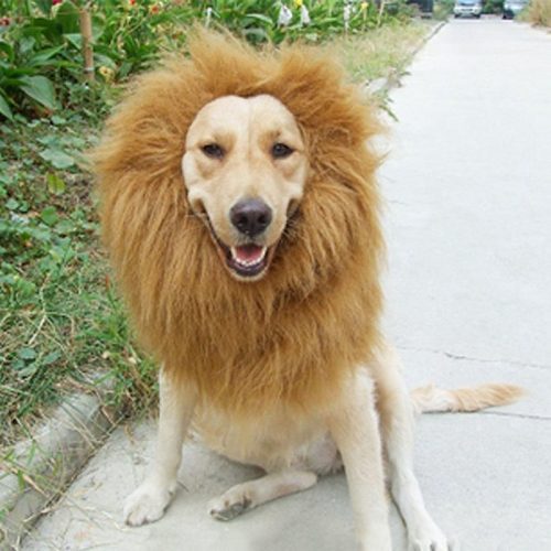 Грива льва для собак