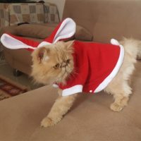 Топ 8 самых популярных костюмов для кота на Алиэкспресс в России 2017 - место 3 - фото 1