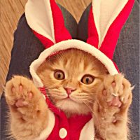 Топ 8 самых популярных костюмов для кота на Алиэкспресс в России 2017 - место 3 - фото 4