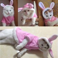 Топ 8 самых популярных костюмов для кота на Алиэкспресс в России 2017 - место 3 - фото 3
