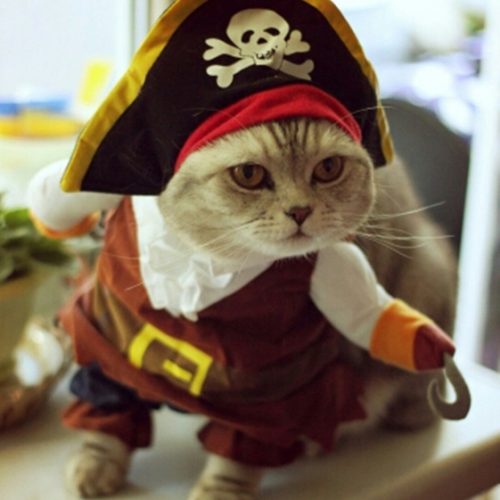Смешные костюмы для кота (пират, ковбой, полицейский, доктор, моряк, супермен, капитан америка и другие)