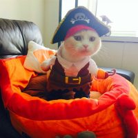 Топ 8 самых популярных костюмов для кота на Алиэкспресс в России 2017 - место 1 - фото 4