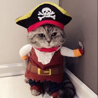 Костюм пирата для кота или собаки