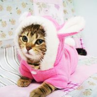 Топ 8 самых популярных костюмов для кота на Алиэкспресс в России 2017 - место 3 - фото 2