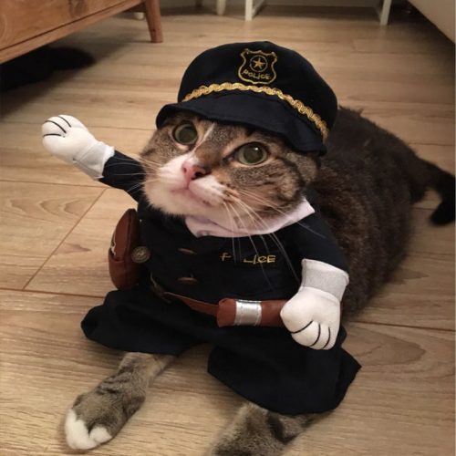 Смешные костюмы для кота (пират, ковбой, полицейский, доктор, моряк, супермен, капитан америка и другие)