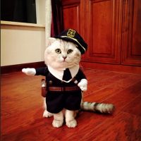 Топ 8 самых популярных костюмов для кота на Алиэкспресс в России 2017 - место 7 - фото 8