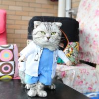 Топ 8 самых популярных костюмов для кота на Алиэкспресс в России 2017 - место 8 - фото 5
