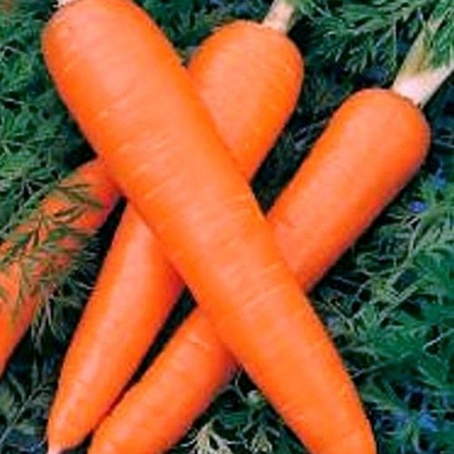 Семена гигантской моркови 500 шт.