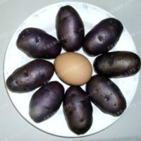 Фиолетовый, красный и белый картофель 200 шт. семян