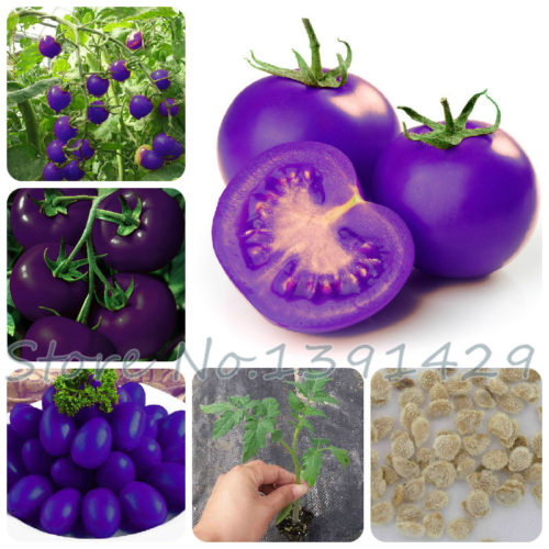 Семена фиолетовых помидоров 100 шт.
