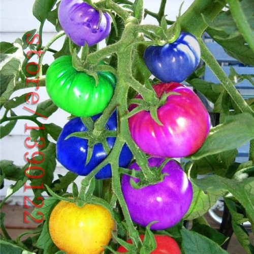 Радужные разноцветные помидоры 100 шт. семян