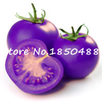 Семена фиолетовых помидоров 100 шт.