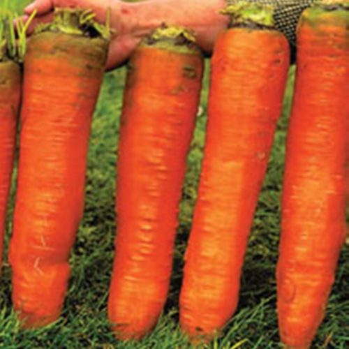 Семена гигантской моркови 500 шт.