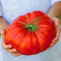Семена гигантских красных и черных помидоров 100 шт.
