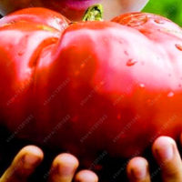 Топ 20 самых популярных семян овощей на Алиэкспресс - место 5 - фото 5