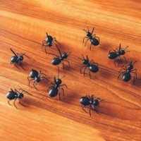 Шпажки в виде муравьев для канапе на праздничный стол 12 шт.