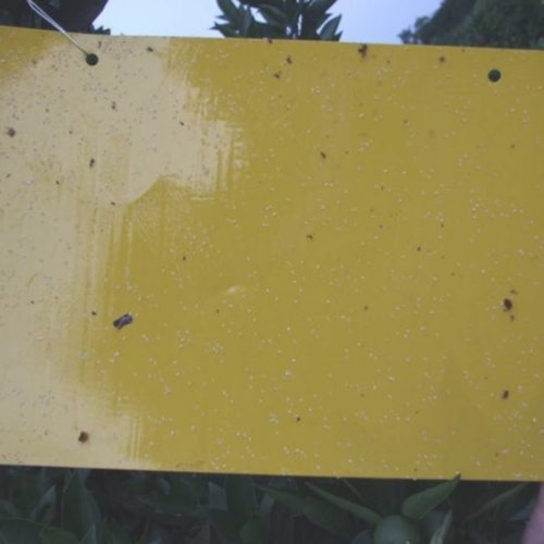 Желтые липкие пластины ловушки для насекомых 5 шт.