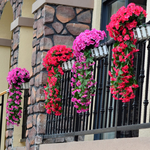 Декоративные цветы для балкона