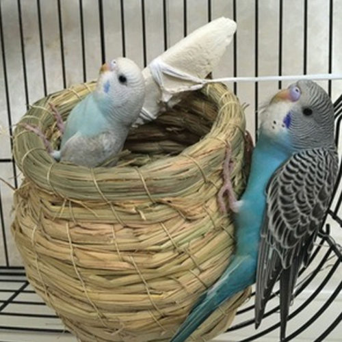 Плетеное гнездо домик для попугая в клетку