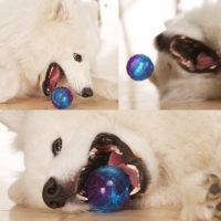 Gigwi SQUEAKER Ball Игрушка для собак мяч с пищалкой