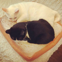 Подушка лежанка для кошек в виде тоста 37 см