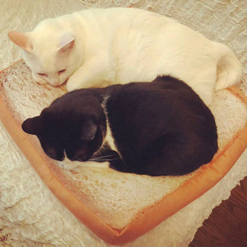 Подушка лежанка для кошек в виде тоста 37 см