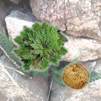 Селагинелла чешуелистная (растение, способное переносить длительную засуху)